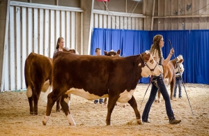teen girl leads cow at a fair