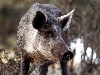 AgBusWildswine AgBusWildswine