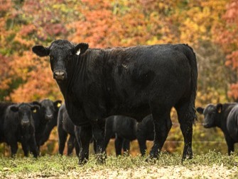 AgBusLivestockRegs AgBusLivestockRegs