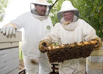 Apiary Inspections