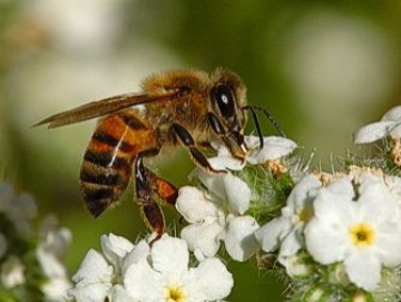 AgBusBees