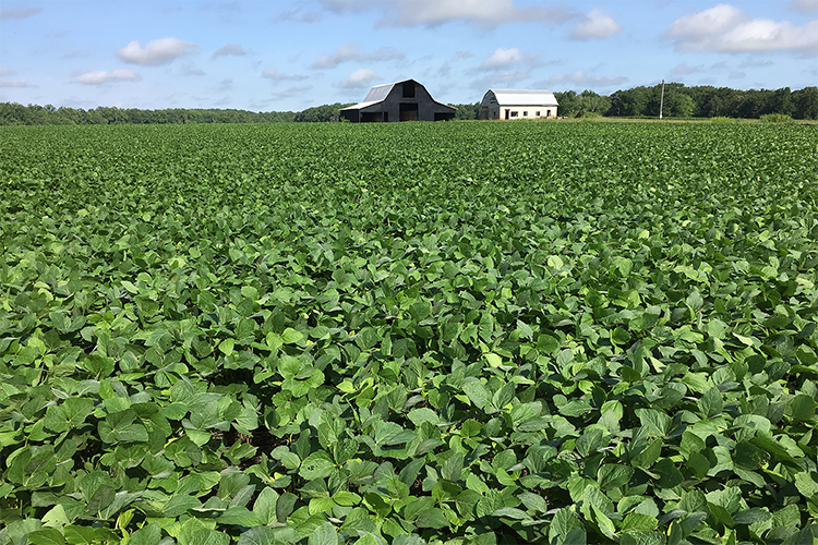 SoyBeanCropView Soy Crop