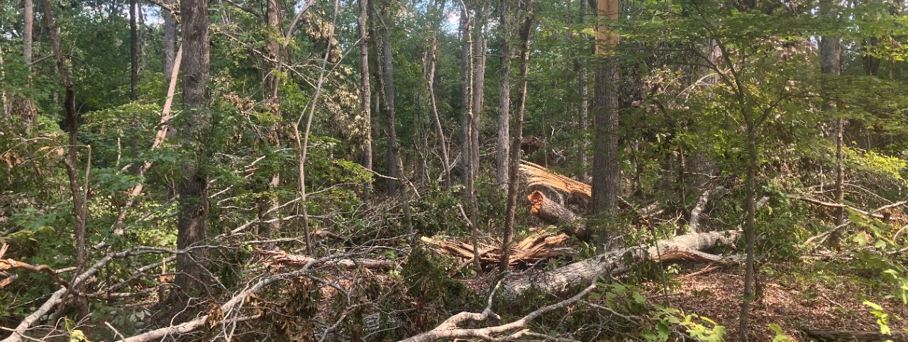NTSF_Storm_Damage_2023 Dense forest scene with numerous standing trees and a significant amount of fallen timber and branches scattered across the forest floor. A large, freshly broken tree trunk lies horizontally in the midground, its light interior wood exposed.