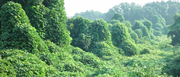 5606287-PPT Panoramic view of a landscape completely overtaken by the invasive kudzu vine, forming dense, green mounds that cover trees, hills, and the ground.