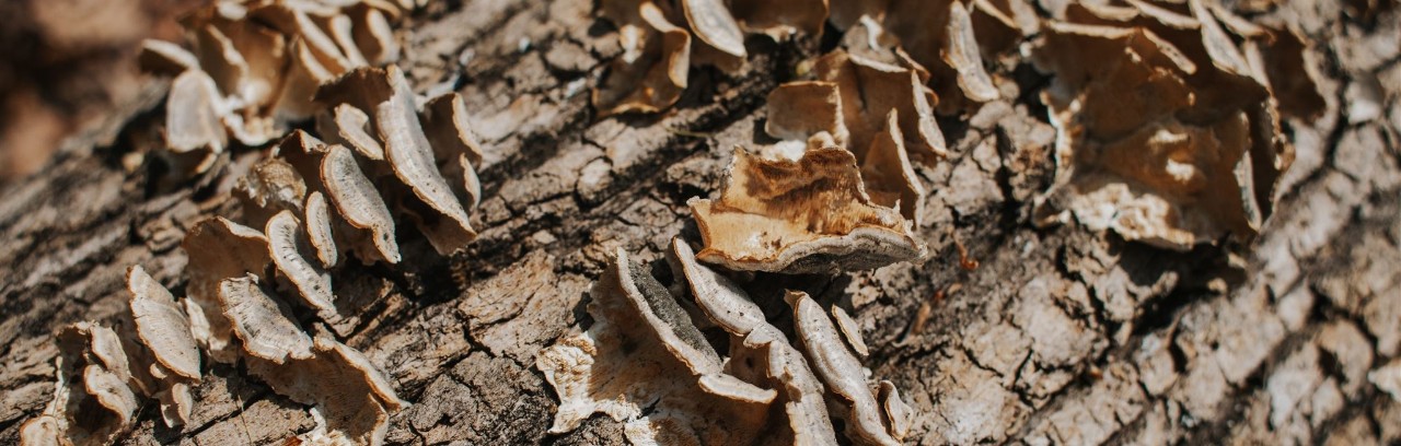 2025_forestrycamp-47_websize