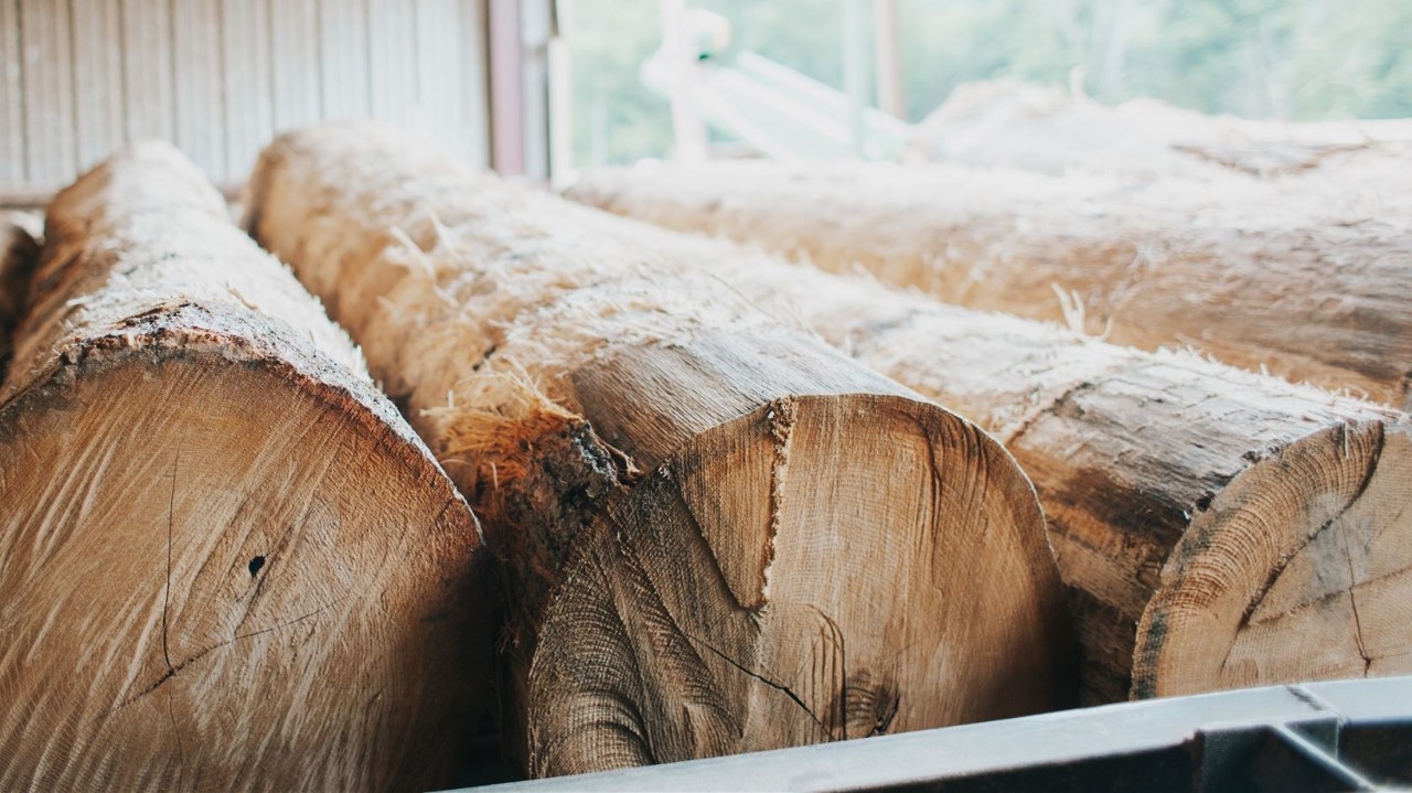 forestrycamp_2024-24_websize Large, freshly cut logs arranged horizontally, showcasing detailed growth rings on the cut ends. The logs have rough, fibrous sides with visible bark remnants, and small cracks radiate from the center of some cuts.