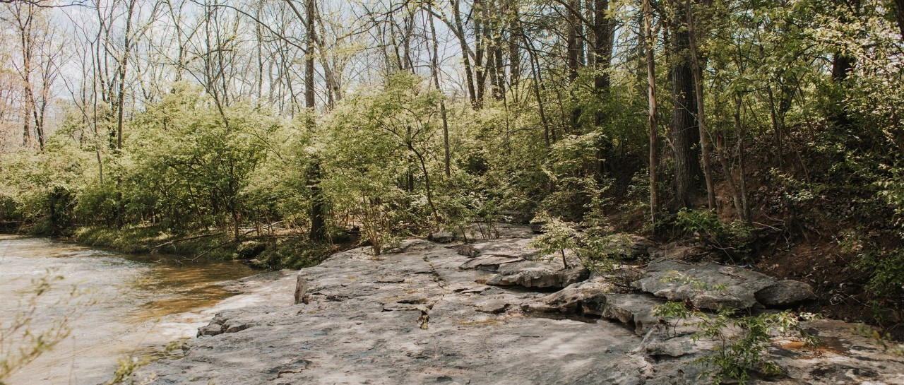 2025_forestrycamp-19_websize natural scene of a rocky creek flowing gently through a dense forest in early spring. The foreground features light grey, layered rocks with cracks and patches of bright green vegetation.