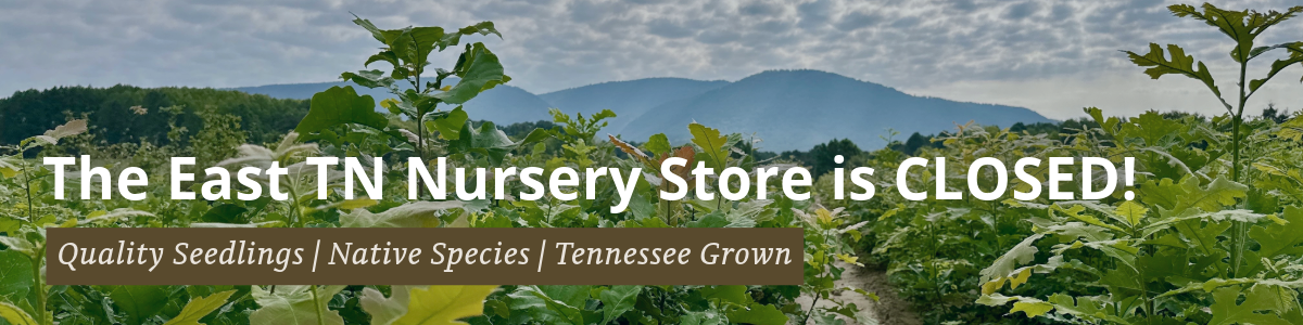 PlantTNTrees.org Banners-2-Landing Page Banner Field of oak seedlings with text that says the store is currently closed