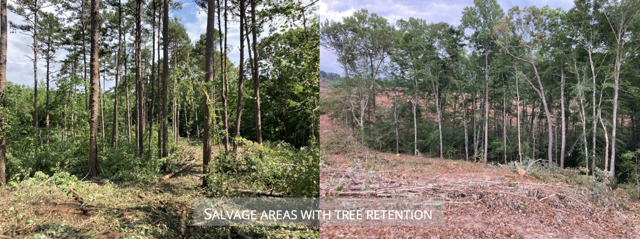 Timber Salvage Areas with Tree Retention Side by side view of trees where salvage operations and tree retention is underway