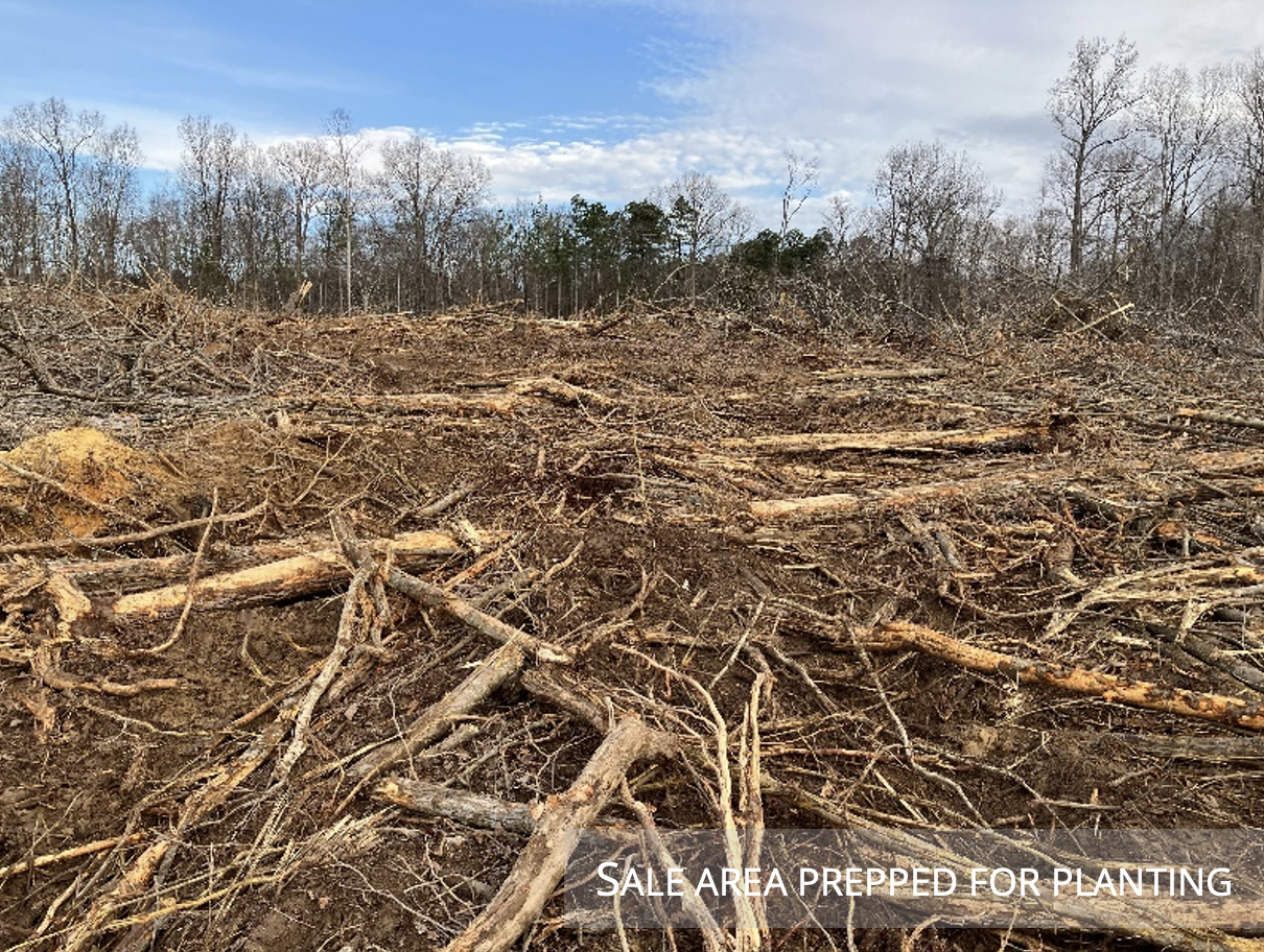 Sale Area Prepped for Tree Planting open are where it is being prepped for timber sales and prepping for planting trees