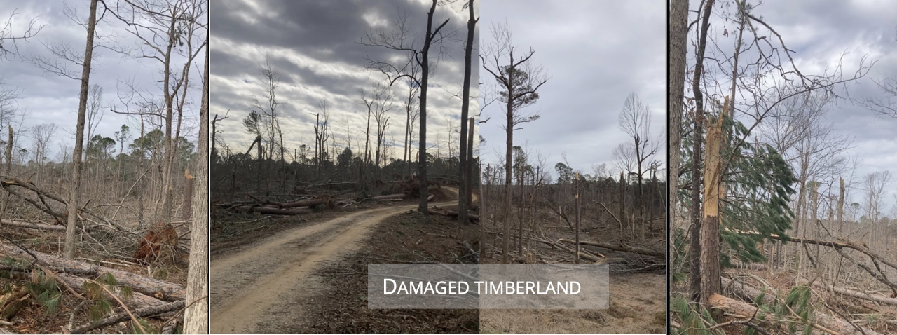 Damaged Timberland four side byside views of severely damaged trees that are being prepared for timber slavage operations