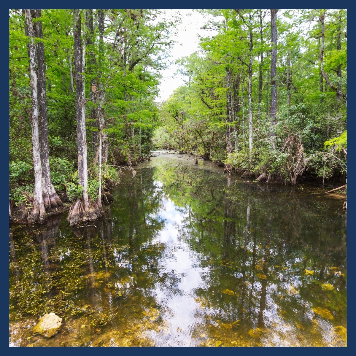 Untitled design - Riparian Untitled design - Riparian