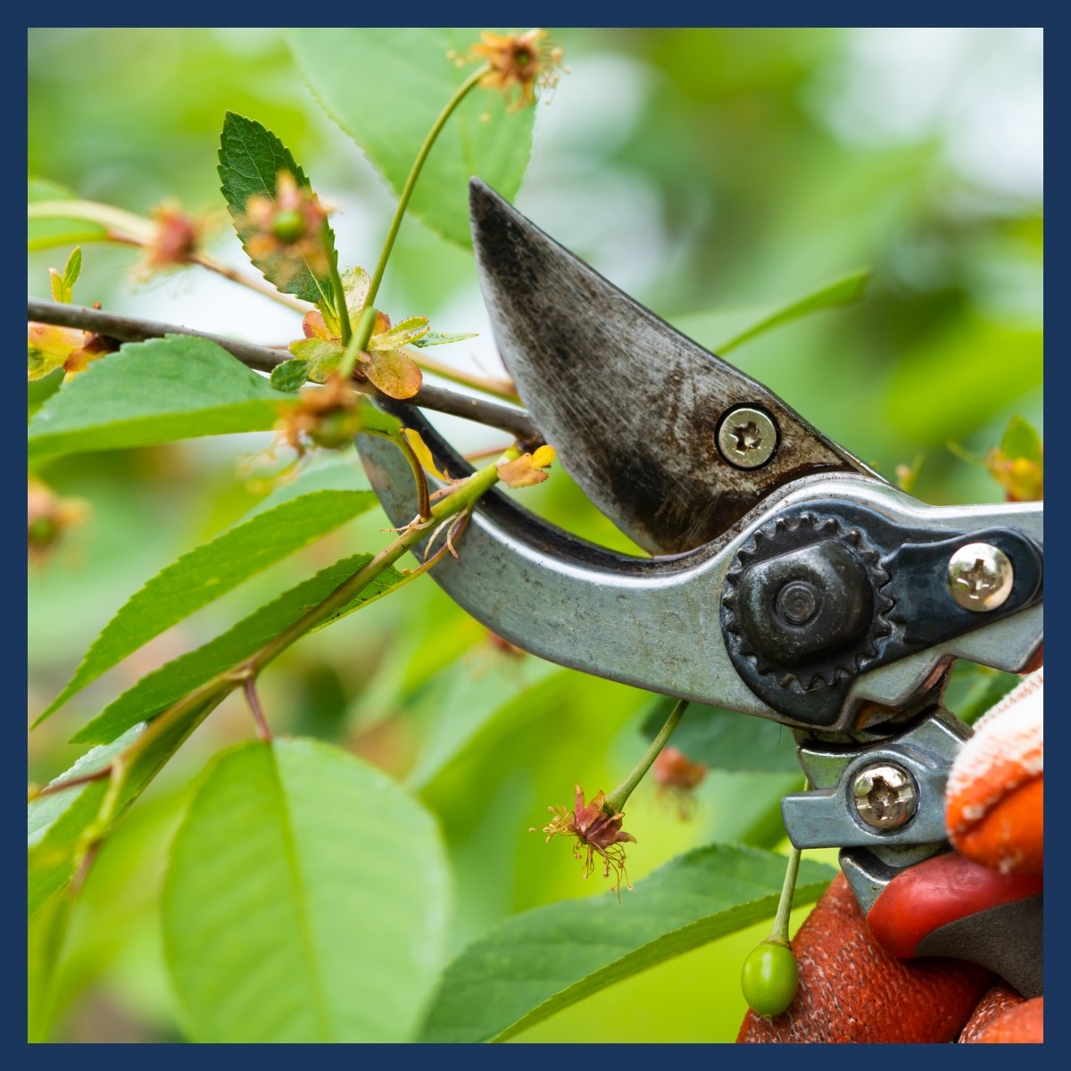 Untitled design - Pruning Untitled design - Pruning