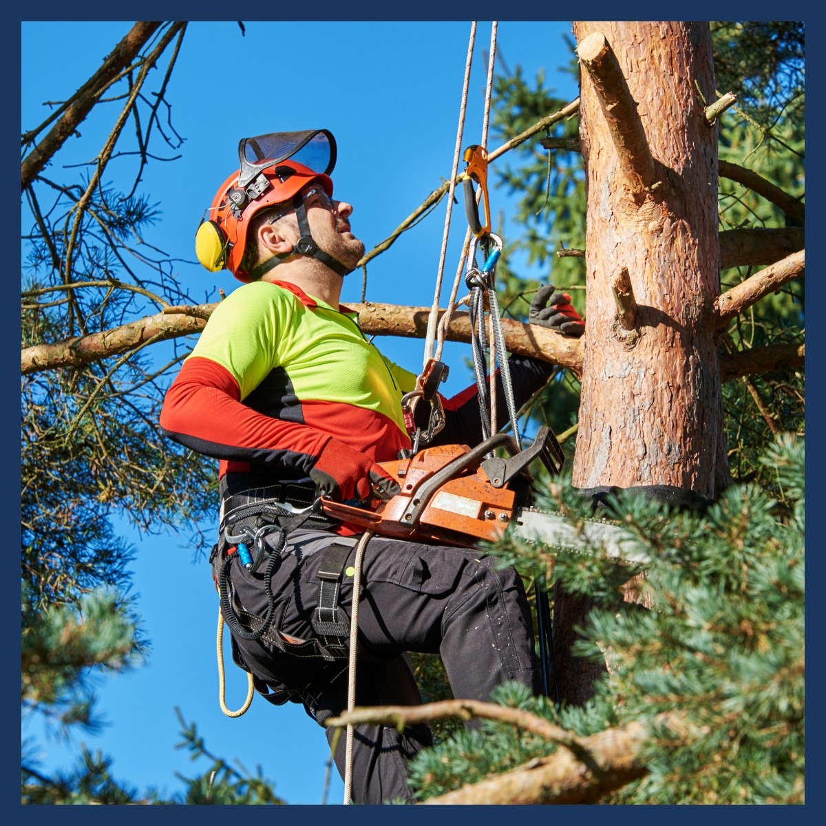 Untitled design - Arborists Untitled design - Arborists
