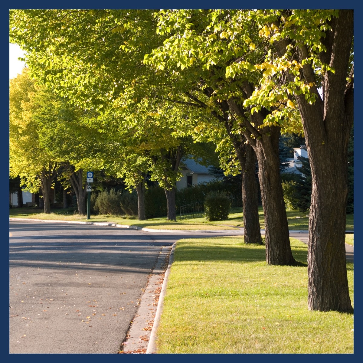 Untitled design - Ordinances Tree Ordinances