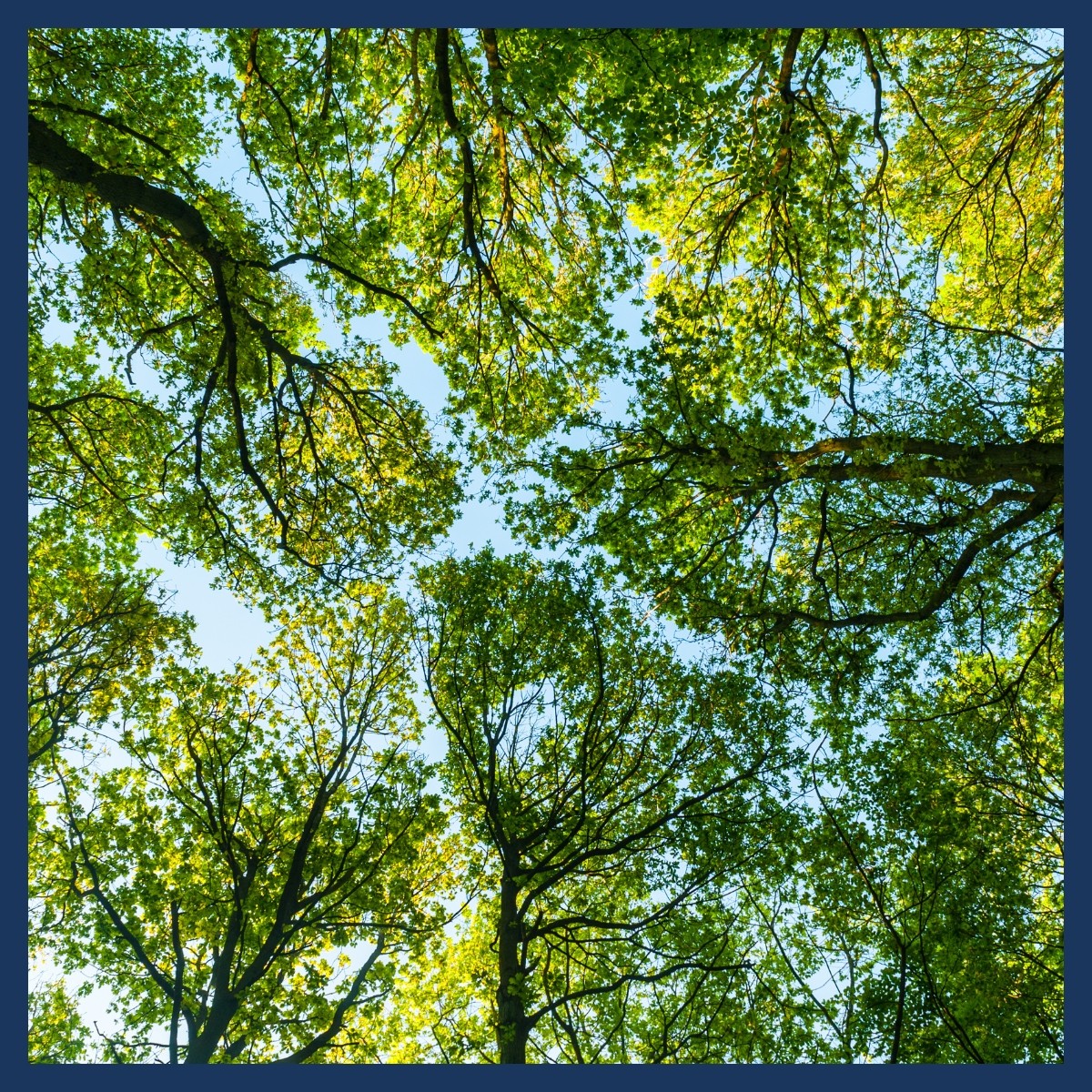 Untitled design - Canopy Canopy Assessments