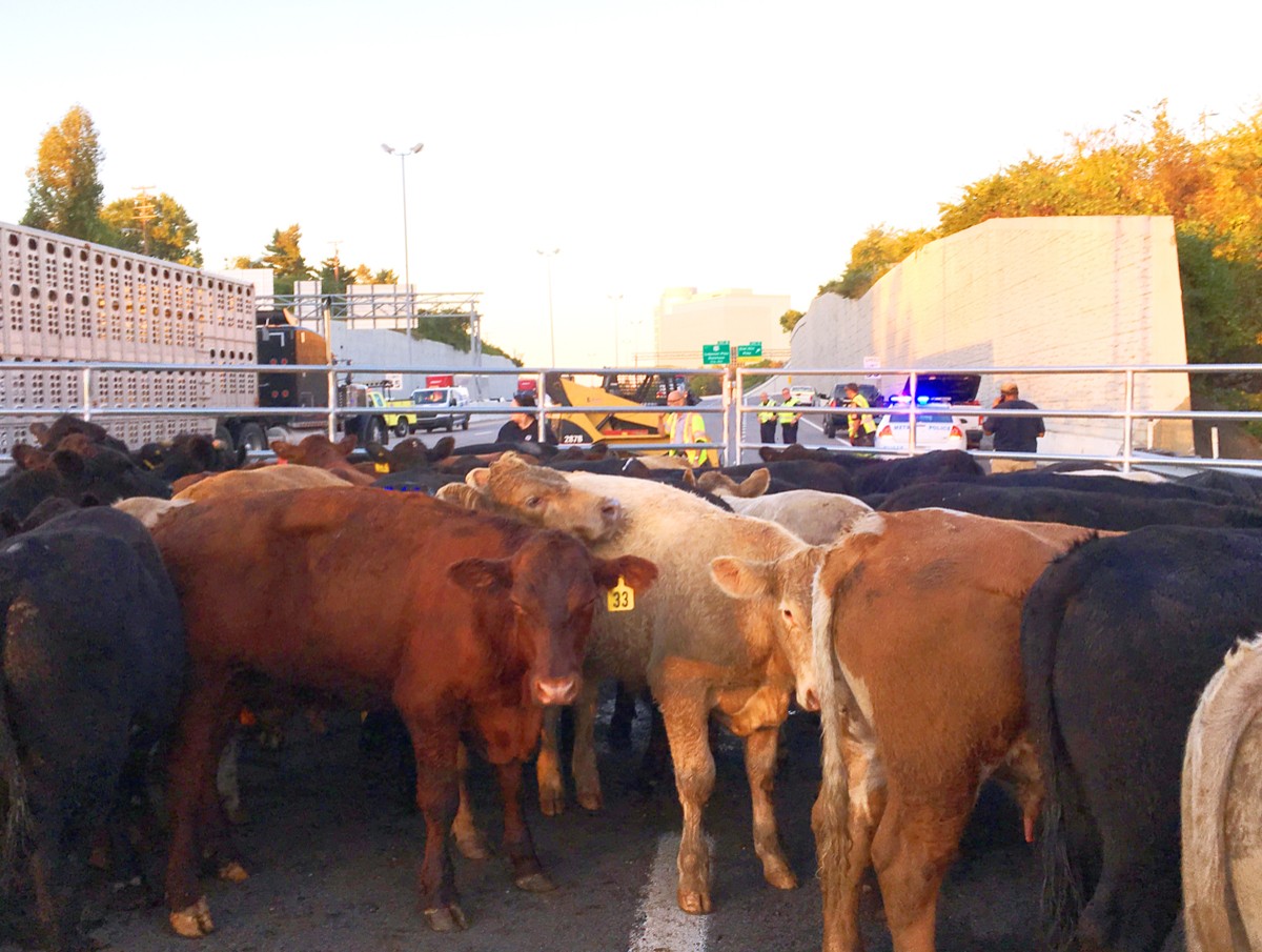 Disaster Animal Response Teams Cattle rounded up in a temporary pen after DART rescue