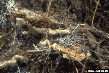 Image of Annosum Root Rot
