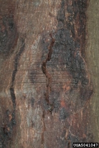 Sudden Oak Death image example
