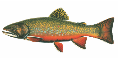 Brook Trout Brook Trout side view. Click image for description.