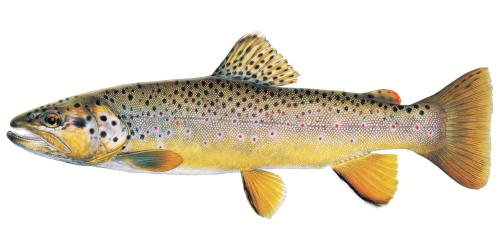 Brown Trout Brown Trout side view. Click image for description.