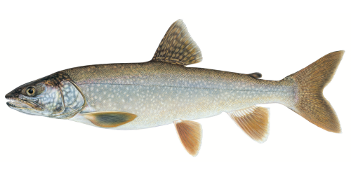 Lake Trout Lake Trout side view. Click image for description of trout.