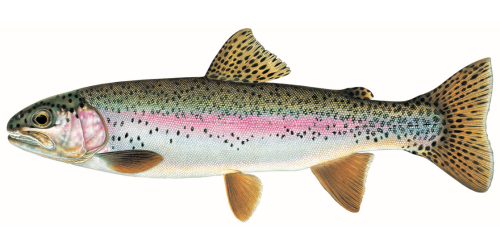 Rainbow Trout Rainbow Trout side view. Click image for description of trout.