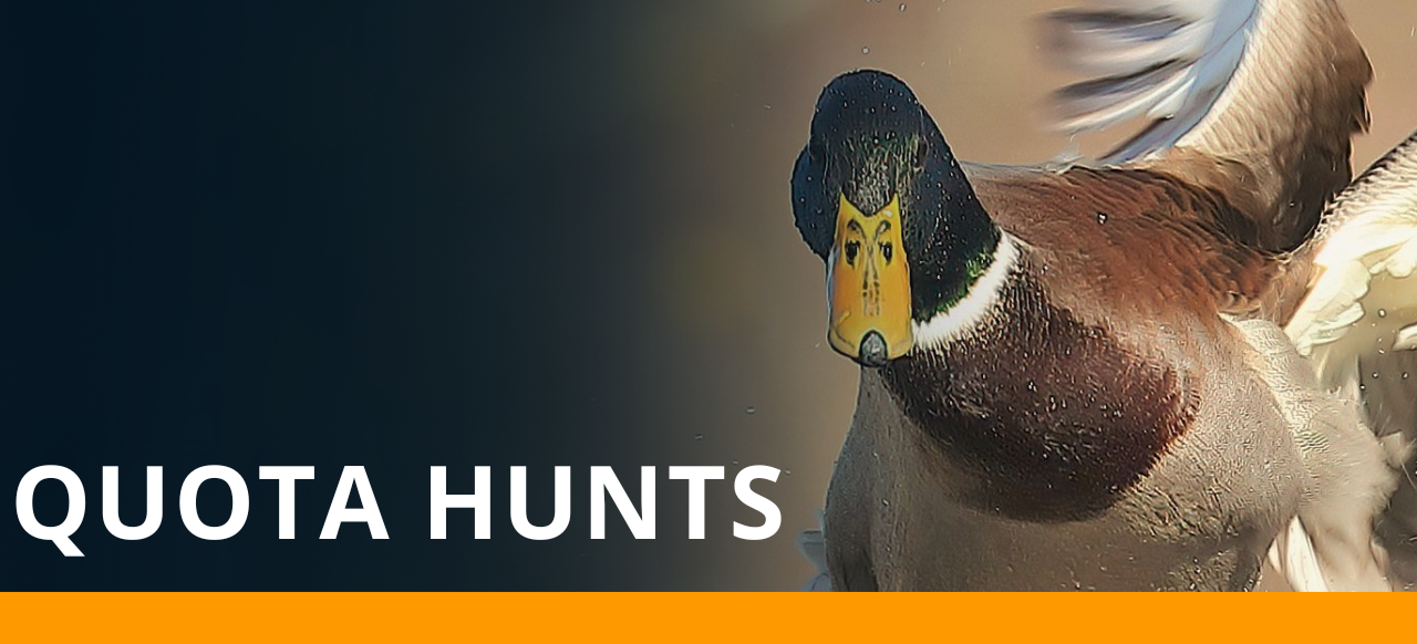TWRA Quota Hunt Link Quota Hunt Information, image of duck flying