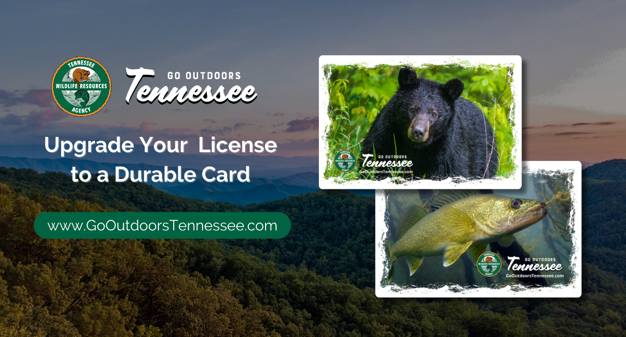 TN.Gov 2024 Hard Card Ad Image (6.5 x 3.5) - 1 TN.Gov 2024 Hard Card Ad Image (6.5 x 3.5) - 1