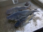 Commercial Fishing In Tennessee, three large fish
