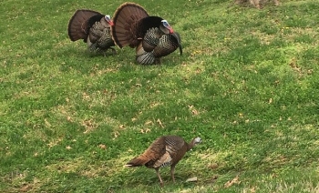Turkeys in a field