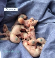 Baby Opossums Baby Opossums