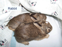 Baby Rabbits Baby Rabbits