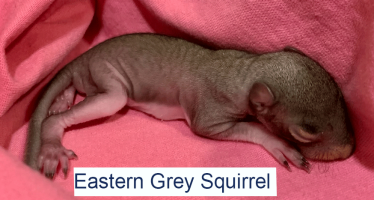 Eastern Grey Squirrel Eastern Grey Squirrel