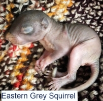 Eastern Grey Squirrel