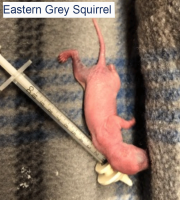 Eastern Grey Squirrel