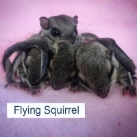 Flying Squirrels
