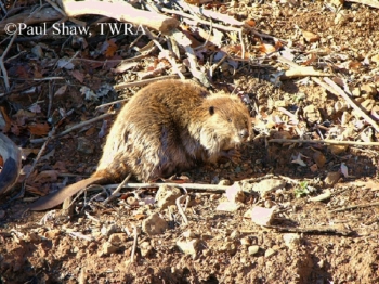 American Beaver on ground American Beaver on ground