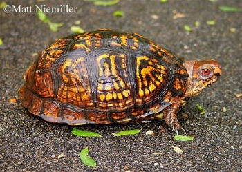 Eastern Box Turtle