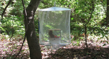 Trinidad trap Mosquito surveillance trap hanging from a tree in a wooded area.