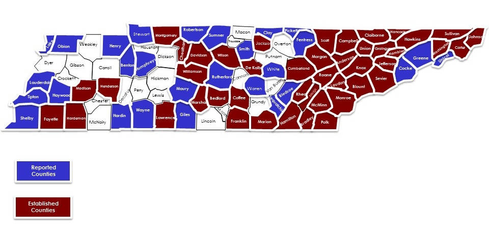 Untitled design - 1 Map of Tennessee counties showing where Ixodes tick presence has been reported versus where it is established.