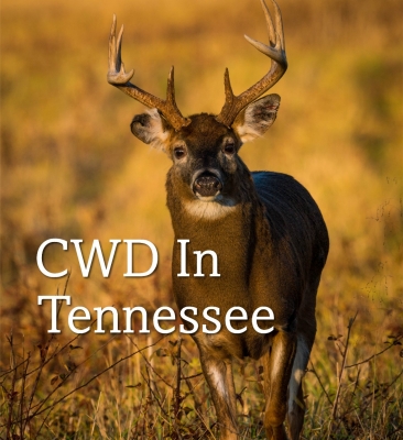 CWD In Tennessee Image of a buck with text reading CWD in Tennessee and link to more information about CWD in Tennessee