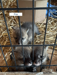 Fox Kits Two Fox Kits behind gate.