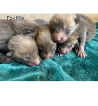 Fox Kits Four Fox Kits