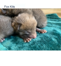 Fox Kits Face of Fox Kits
