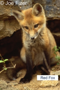 Fox Kit Juvenile Fox