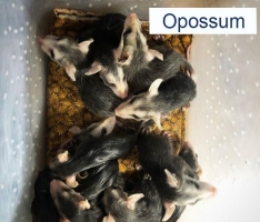 Baby Opossums Group of Baby Opossums