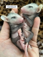 Baby Opossums Two Baby Opossums in hand