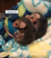 Baby Opossums Two Baby Opossums