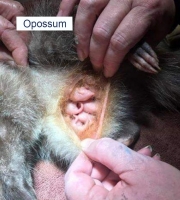 Baby Opossums Baby Opossums still in pouch.
